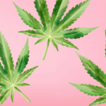 What is Sativa and Indica?
